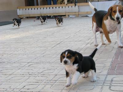 Envaina el segundero